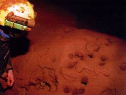 Mud formations in Wig Hall (Young Bloods' Inlet)